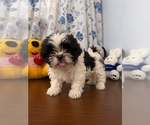 Small #9 Shih Tzu