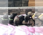 Small Photo #12 Great Dane Puppy For Sale in GREENBRIER, TN, USA