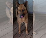 Small #3 German Shepherd Dog