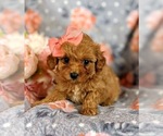 Small Photo #3 Cavapoo Puppy For Sale in RED LION, PA, USA