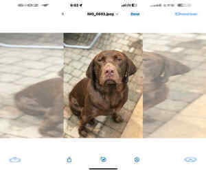 Father of the Labrador Retriever puppies born on 08/04/2025