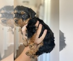 Small Photo #4 Yorkshire Terrier Puppy For Sale in OAK LAWN, IL, USA