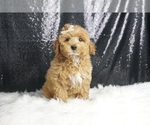 Puppy Dainty F1B Maltipoo