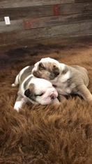 English Bulldogge Puppy for sale in CLYDE, KS, USA