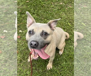 American Staffordshire Terrier-Unknown Mix Dogs for adoption in Perth Amboy, NJ, USA