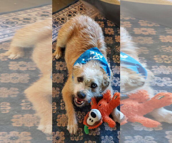 Medium Photo #6 Norfolk Terrier-Unknown Mix Puppy For Sale in Fresno, CA, USA