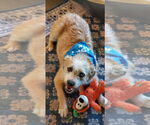 Small #5 Norfolk Terrier Mix