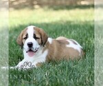 Small #2 Saint Bernard