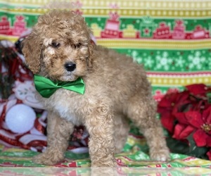 Goldendoodle Puppy for sale in LANCASTER, PA, USA