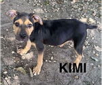 Small Retriever  Mix