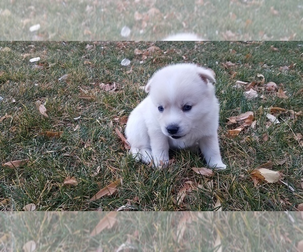 Medium Photo #8 Pomsky Puppy For Sale in OGDEN, UT, USA