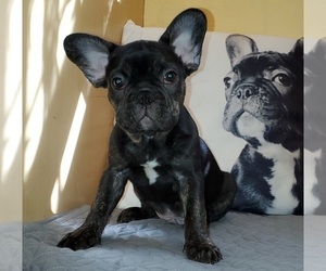 French Bulldog Puppy for Sale in MARYVILLE, Tennessee USA