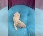 Small Photo #6 Poodle (Standard) Puppy For Sale in LEXINGTON, SC, USA
