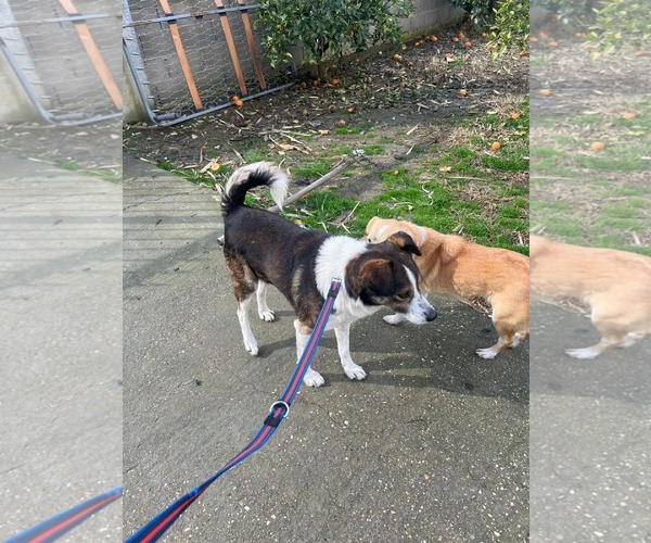 Medium Photo #2 Beagle-Unknown Mix Puppy For Sale in Rockaway, NJ, USA