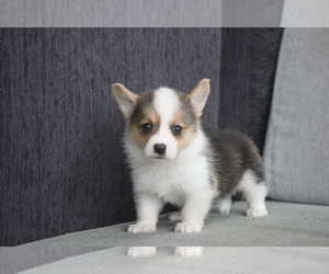 Pembroke Welsh Corgi Puppy for sale in SAN FRANCISCO, CA, USA