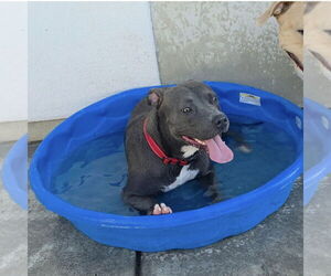 American Pit Bull Terrier Dogs for adoption in MIDWAY, UT, USA