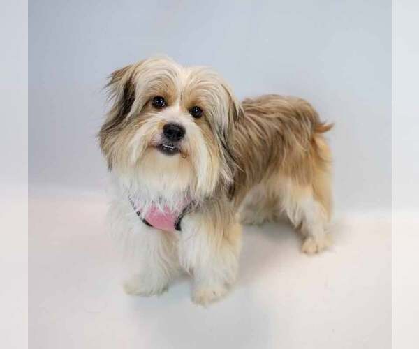 Medium Photo #6 Shih Tzu-Unknown Mix Puppy For Sale in Kennesaw, GA, USA