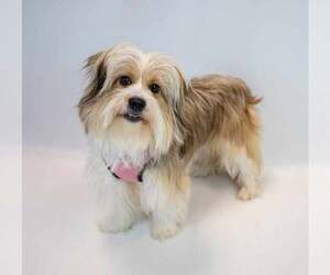 Buttercup - Female Shih Tzu-Unknown Mix Dog for Adoption - Photo #6