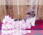 Small Photo #3 Havanese Puppy For Sale in APPLE CREEK, OH, USA