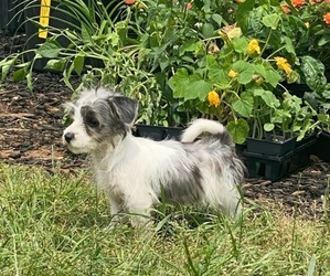 Hava-Jack Puppy for sale in WESTMINSTER, SC, USA
