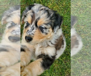 Australian Shepherd Puppy for sale in BORING, OR, USA