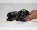 Small #7 ShihPoo