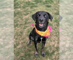 TRIXIE - Female Labrador Retriever-Unknown Mix Dog for Adoption - Small photo
