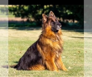 Father of the German Shepherd Dog puppies born on 07/22/2021