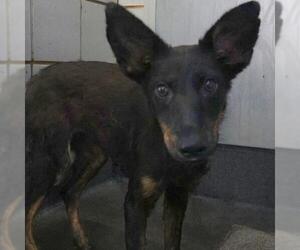 Mutt Dogs for adoption in San Antonio, TX, USA