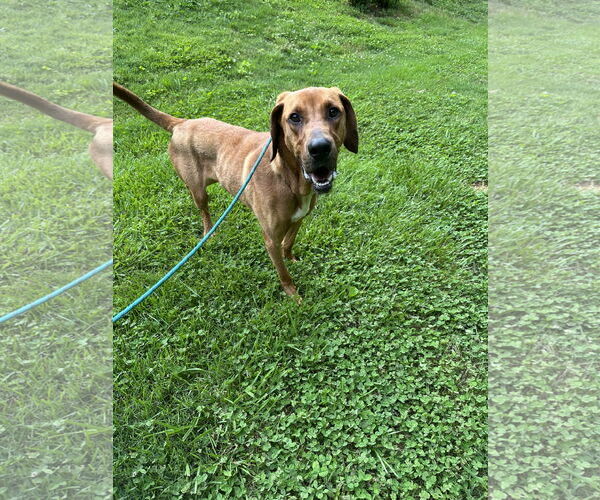 Medium Photo #2 Bloodhound-Coonhound Mix Puppy For Sale in Ball Ground, GA, USA