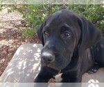 Small Photo #1 Boxador Puppy For Sale in BELEN, NM, USA