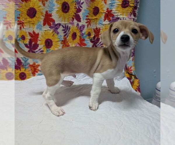 Medium Photo #1 Cheagle Puppy For Sale in Chico, CA, USA