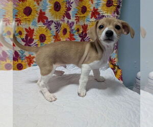 Cheagle Dogs for adoption in Chico, CA, USA