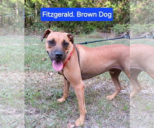 Mutt Dogs for adoption in Farmerville, LA, USA