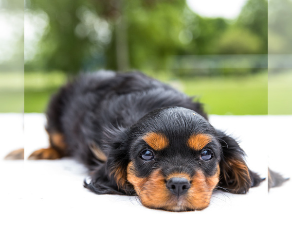 Medium Photo #3 Cavalier King Charles Spaniel Puppy For Sale in WAKARUSA, IN, USA
