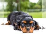 Small Photo #3 Cavalier King Charles Spaniel Puppy For Sale in WAKARUSA, IN, USA
