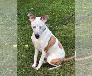 Wrangler - Male Mountain Cur-Unknown Mix Dog for Adoption - Photo #4