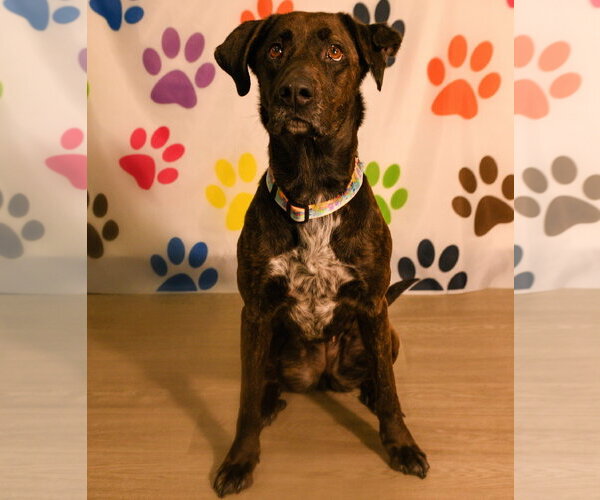 Medium Photo #2 Labrador Retriever-Plott Hound Mix Puppy For Sale in Brooklyn Center, MN, USA