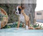 Small Photo #5 Boxer Puppy For Sale in KIRKWOOD, PA, USA