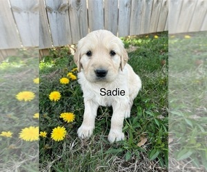 Golden Retriever Puppy for sale in FORDLAND, MO, USA