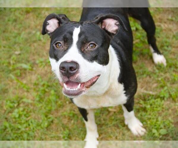 Medium Photo #2 American Staffordshire Terrier-Labrador Retriever Mix Puppy For Sale in Tallahassee, FL, USA