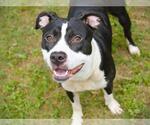 Small #1 American Staffordshire Terrier-Labrador Retriever Mix