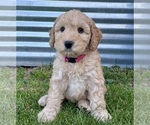 Small Photo #9 Australian Labradoodle Puppy For Sale in RICHLAND, WA, USA