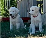 Small #1 Akbash-Great Pyrenees Mix