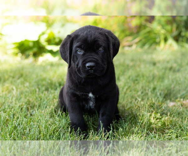 Medium Photo #22 Cane Corso Puppy For Sale in WAKARUSA, IN, USA