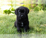 Puppy Monte Cane Corso