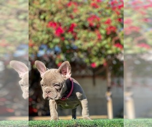 French Bulldog Dogs for adoption in RICHMOND, VA, USA