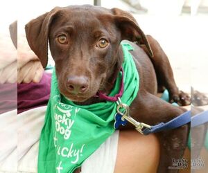 Labrador Retriever-Retriever Mix Dogs for adoption in Washington, DC, USA