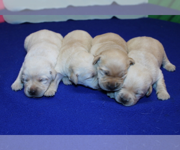 Medium Photo #2 Labrador Retriever Puppy For Sale in BARDSTOWN, KY, USA