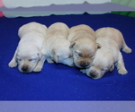 Small #1 Labrador Retriever